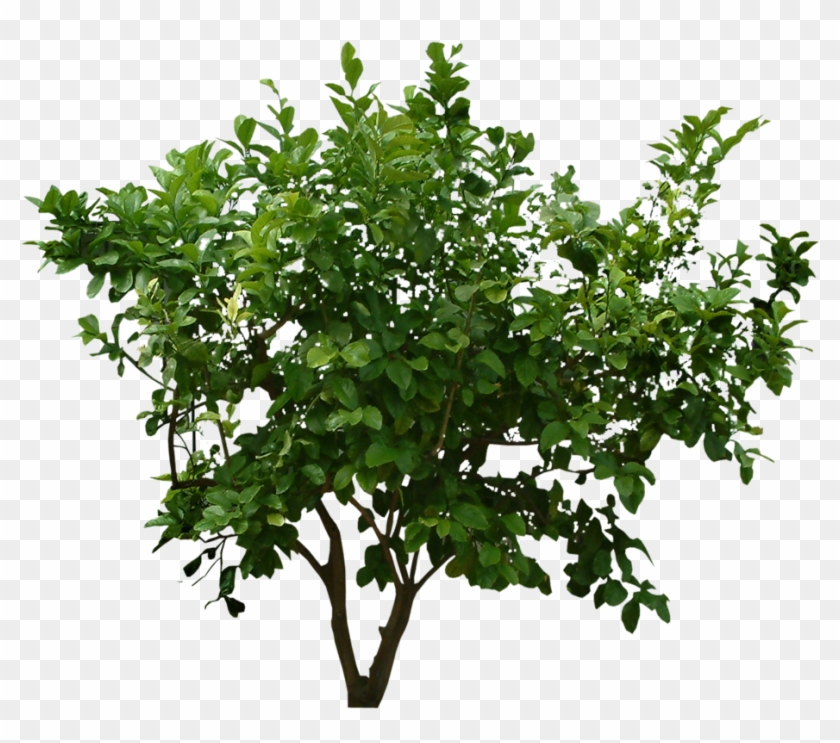 Bush Png Image With Trees Top View Psd - Bush Png #425060