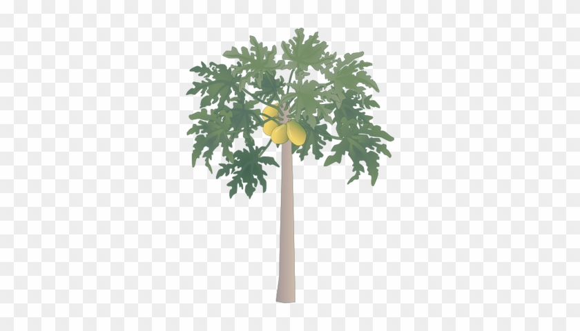 Papaya Tree - Papaya Tree Clipart Png #425072