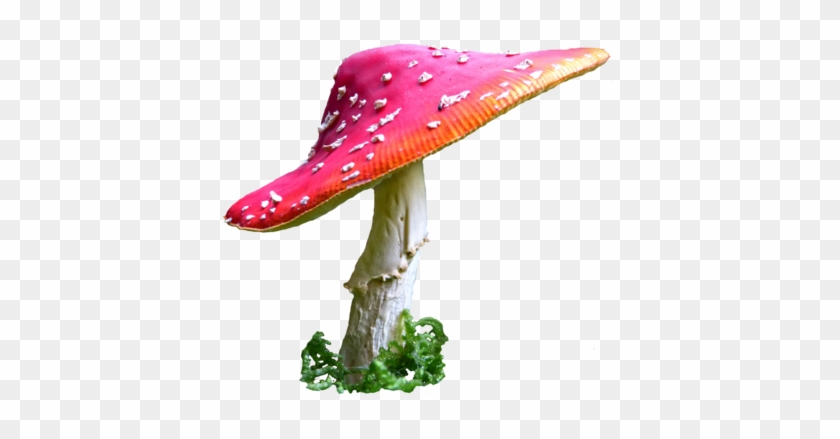 Mushroom 5 Stock By Astoko - Mushroom Png #425080