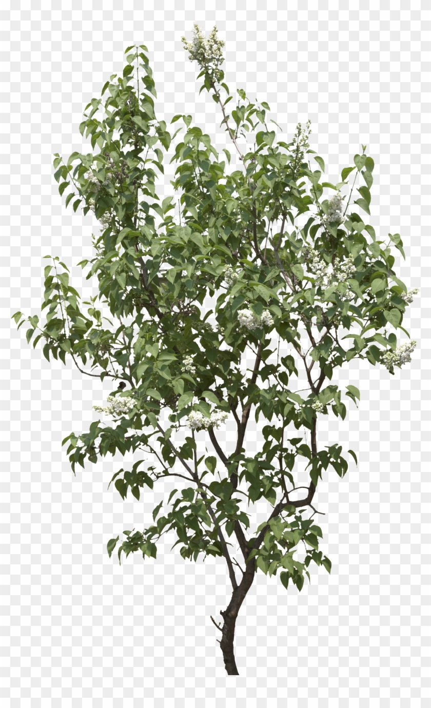 Shrub Png Plan Tree Png Image Stickers Png Q=shrub - Pear #425091