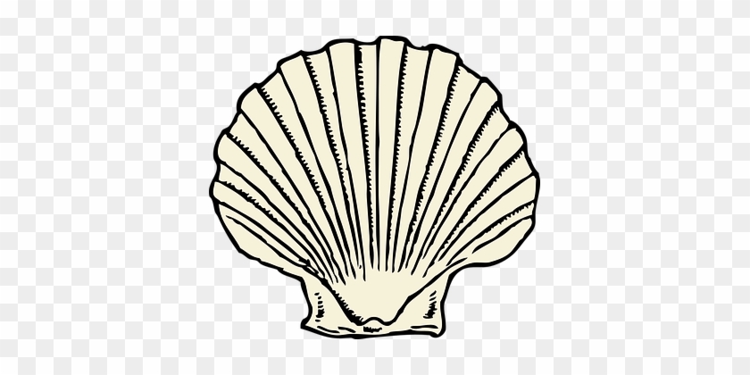 Scallop Clam Shell Seashell Marine Shellfi - Shells Clipart #425550