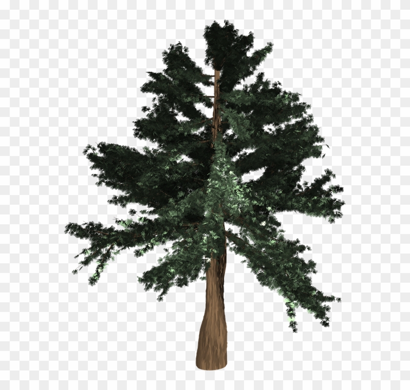 Redwood Tree Cliparts - Lesson #425577
