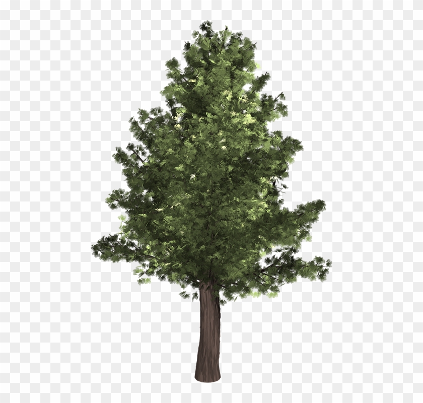 Redwood Tree Cliparts - Tree Front Png #425583