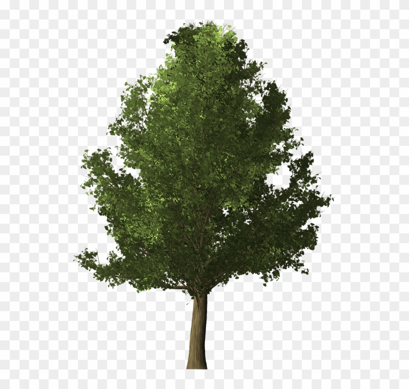 Redwood Tree Cliparts 24, Buy Clip Art - Common Lime Tree Png #425600