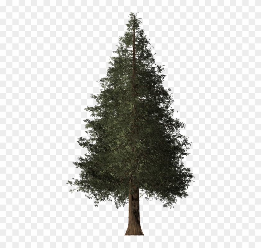 Redwood Tree Cliparts - Cropped Tree #425613