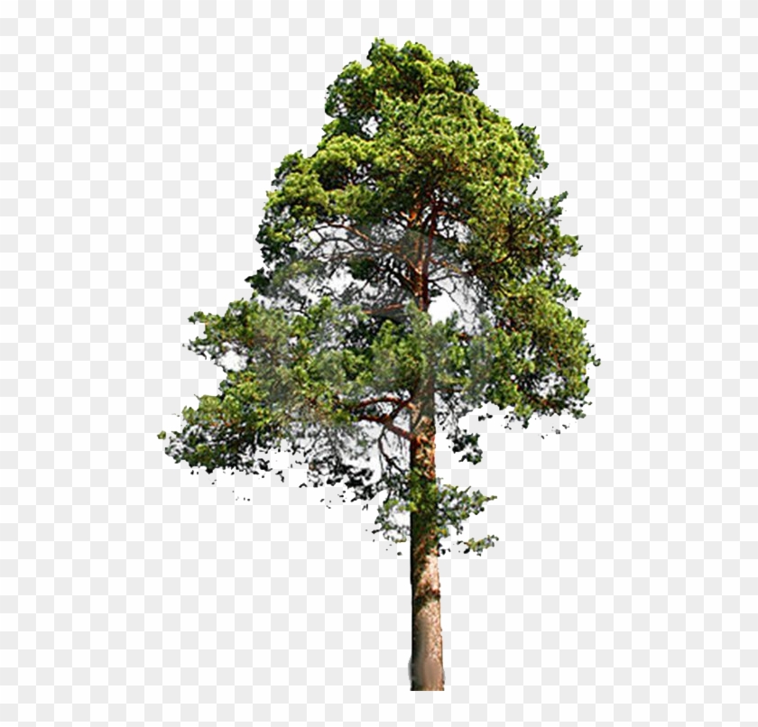 Redwood Trees Clip Art Download - Eastern White Pine Png #425619