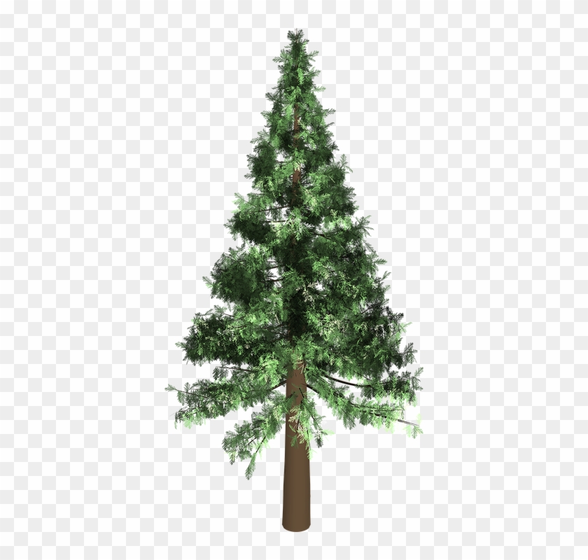 Evergreen Tree 10, Buy Clip Art - Evergreen Tree Transparent #425733