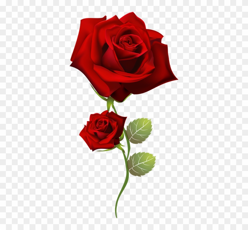 Resultado De Imagen Para Rosas Rojas Png Para Photoshop - Роза На Прозрачном Фоне #425756