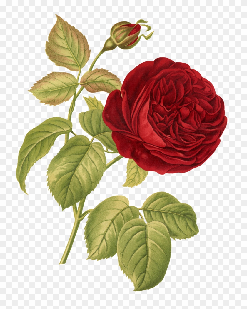 Rose Botany Botanical Illustration Flower Illustration - Rose Botany Botanical Illustration Flower Illustration #426076