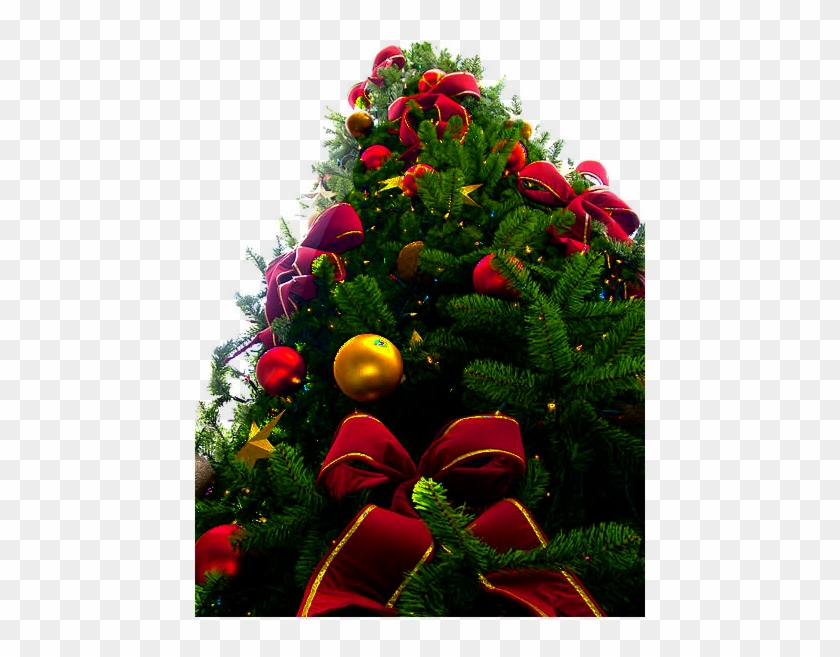 Christmas Tree Png - Christmas Tree Png Transparent #426171