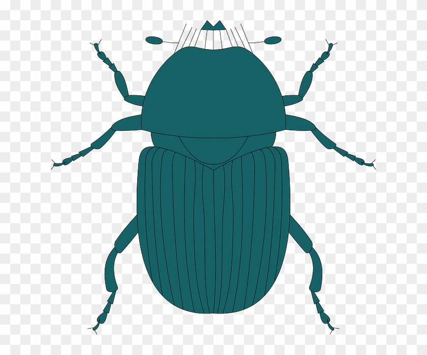 Legs Top, Green, View, Dark, Wings, Insect, Beetle, - Beetle #426202