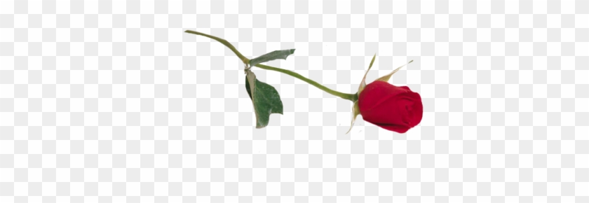 Rose - Single Rose Png #426293