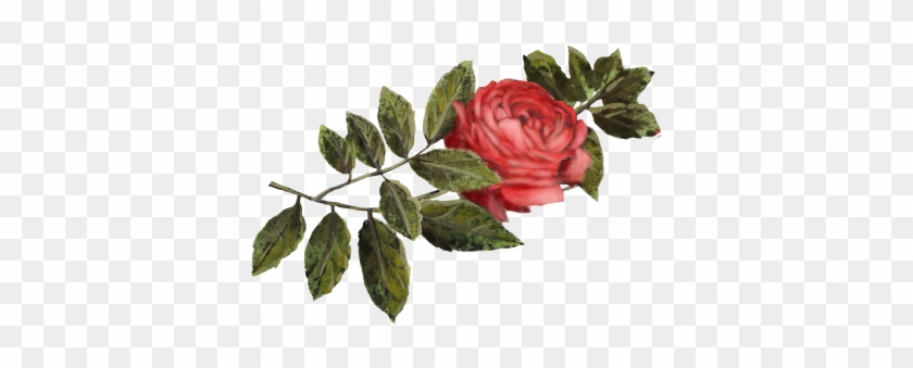 Crimson Rose - Pink Tea Rose #426353