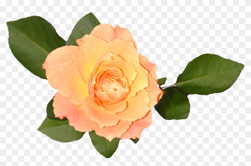 Garden Roses Floribunda Cabbage Rose China Rose Rose - Syntymäpäiväkutsut #426384