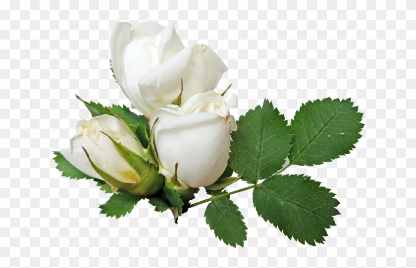 White Rose Transparent Png - White Rose Transparent Background #426415