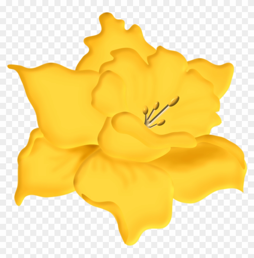 Jonquille18m3 - Lily #426611