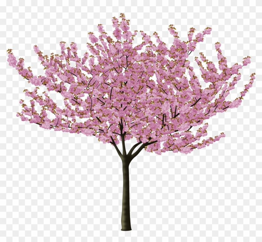 Download Silhouette Cherry Blossom Tree Vector : Cherry blossom ...