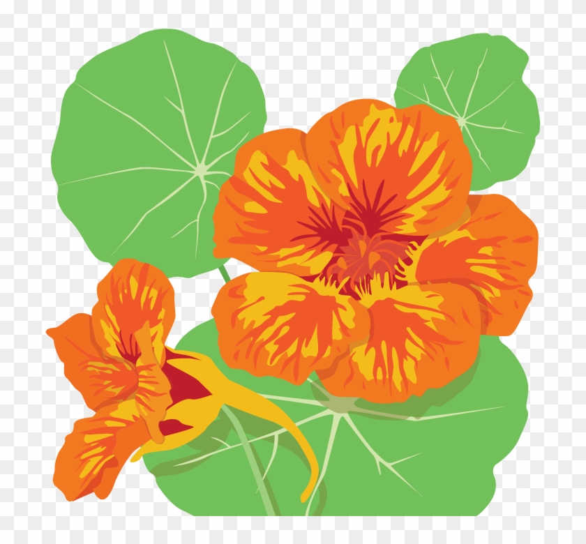 Nasturtium Illustration - Illustration #426653