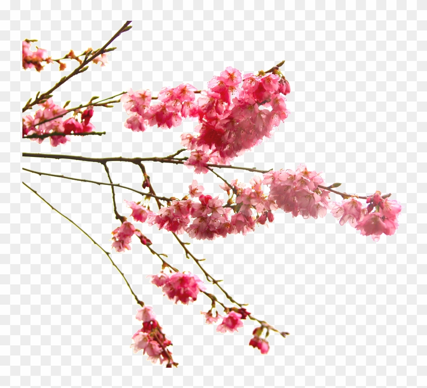 High-quality Cherry Blossom Cliparts Image - Blossom #426689