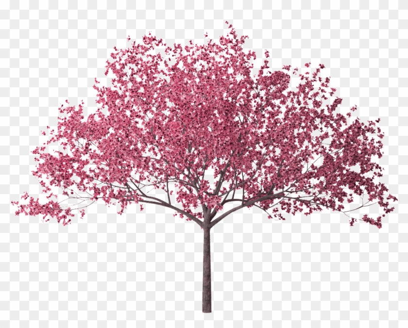 Photo Cherry Blossom Tree 28 Hd Wallpaper Zpsck2lgwr2 - Сакура Пнг #426706