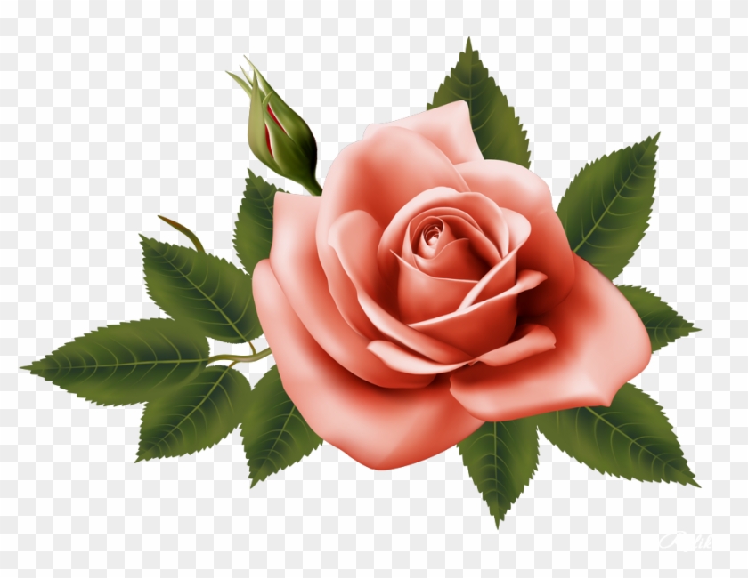 Garden Roses Centifolia Roses Flower - Garden Roses Centifolia Roses Flower #426827