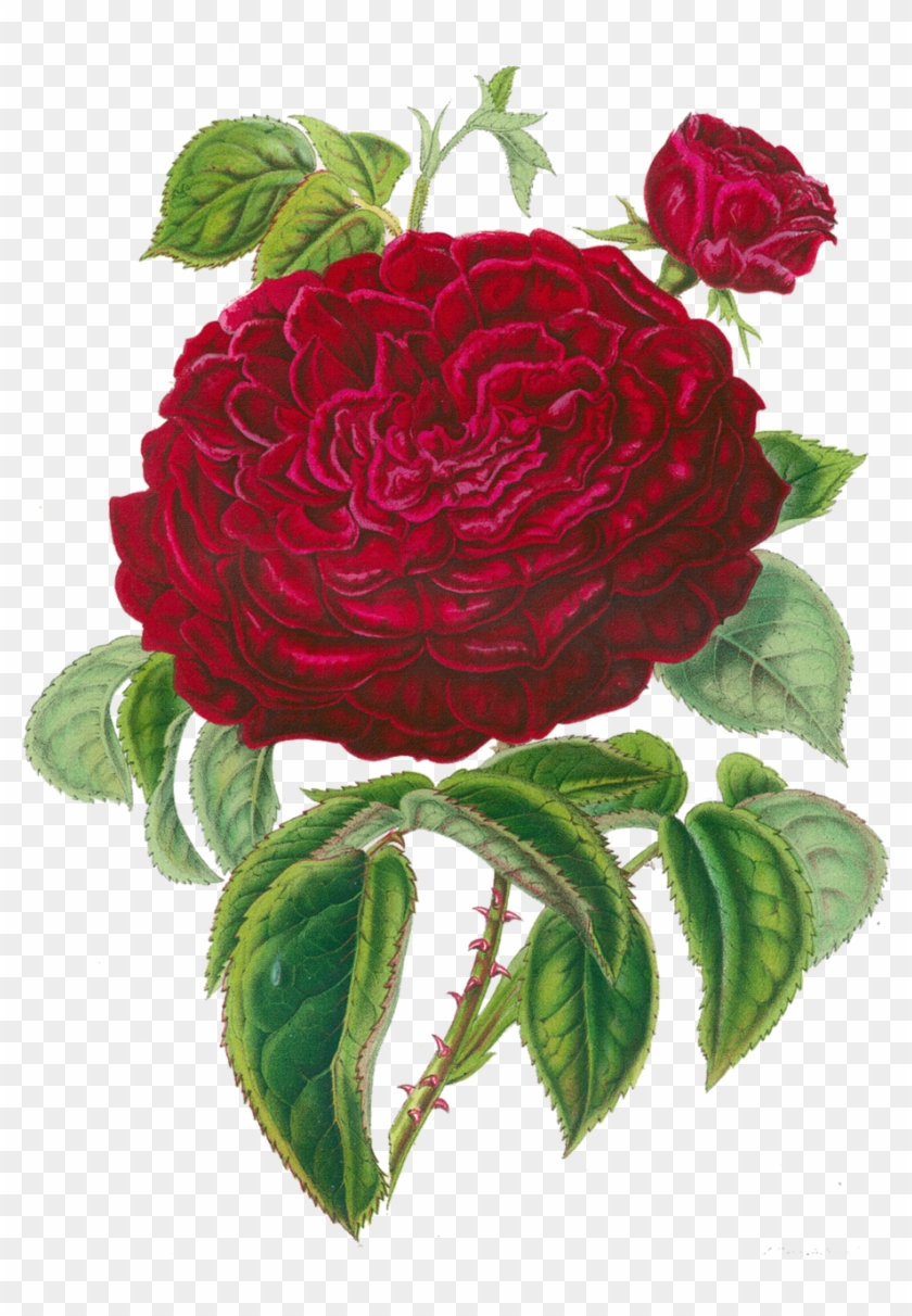 Centifolia Roses Garden Roses Flower Clip Art - Centifolia Roses Garden Roses Flower Clip Art #426894