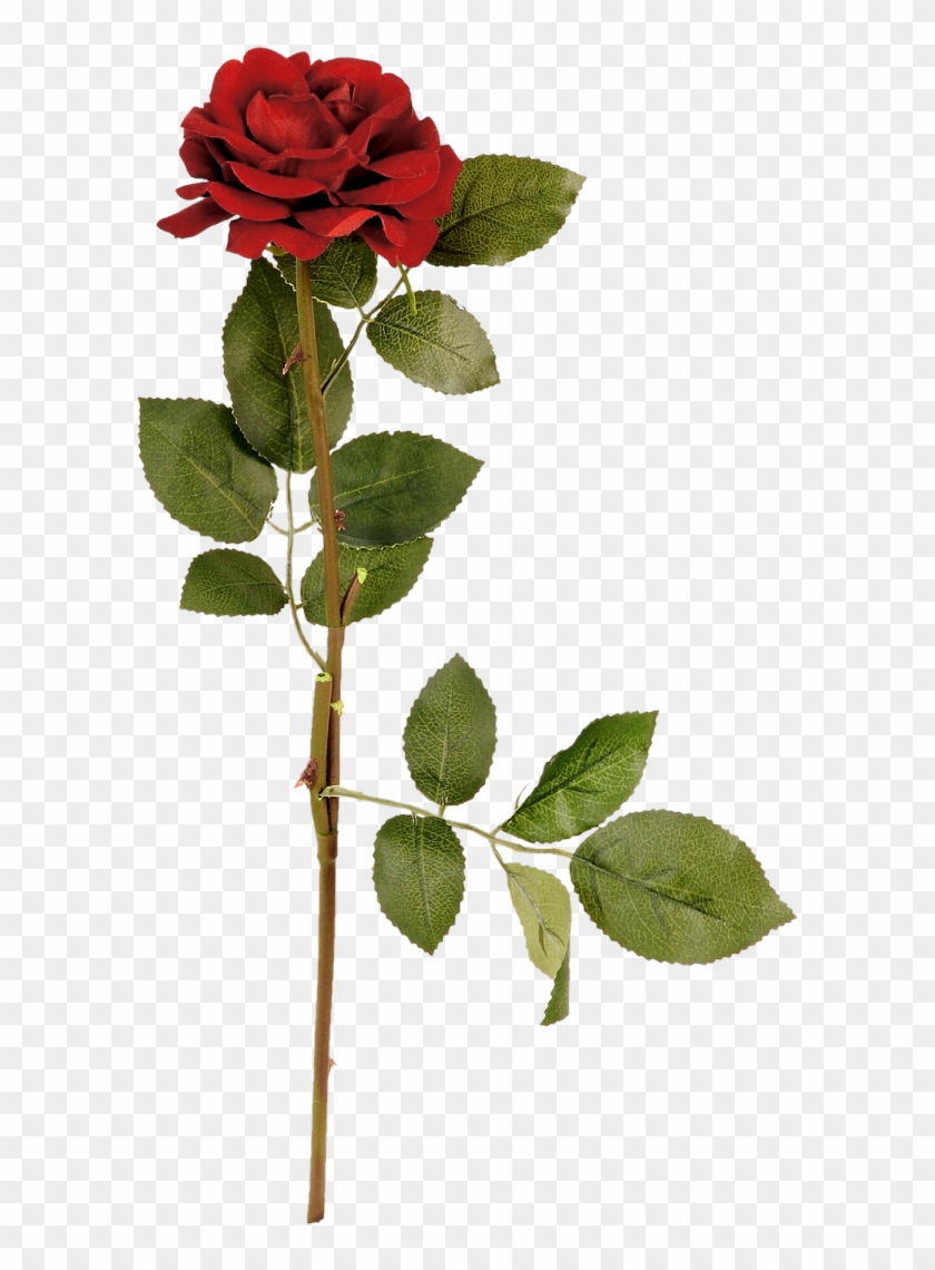 Garden Roses Centifolia Roses Flower Clip Art - Garden Roses Centifolia Roses Flower Clip Art #426919
