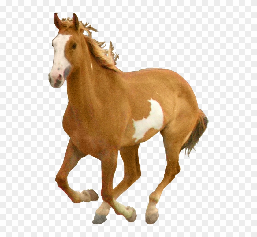 Horse Png #426963