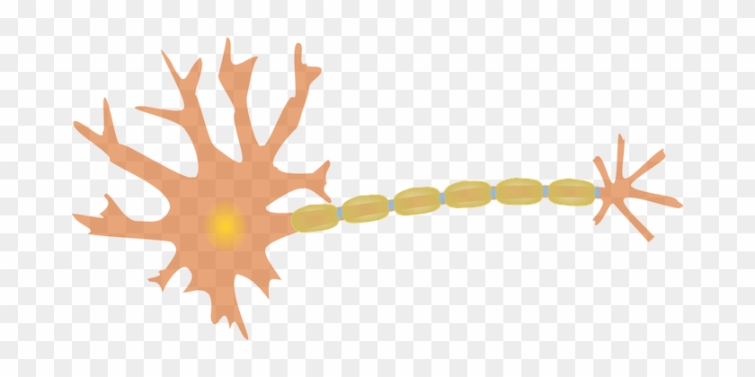 Neuron Nerve Cell Dendrites Axon Diagram N - Neuron Clipart #427199