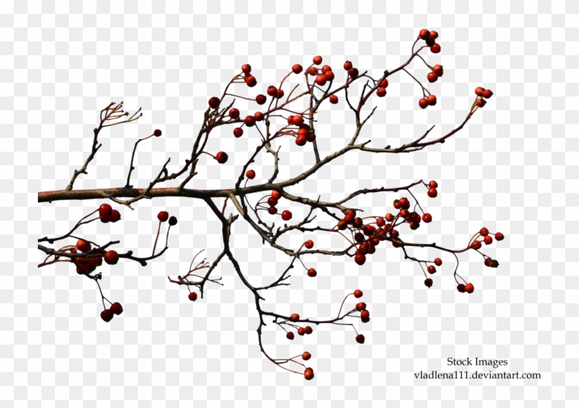Dead Tree Branch Clip Art - Autumn Tree Branches Png #427425
