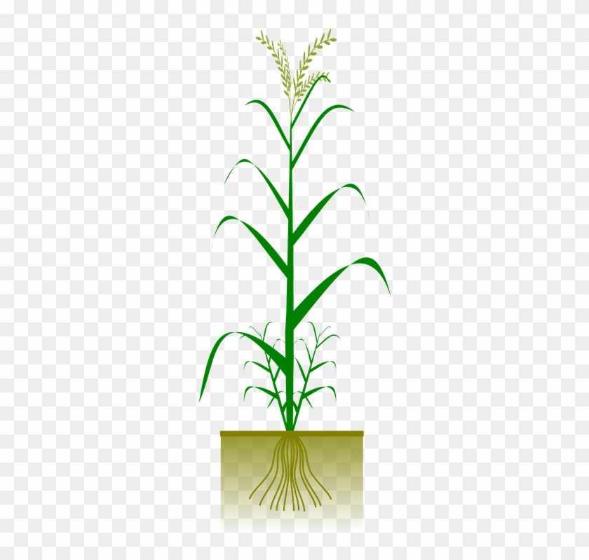 Growing Crops Cliparts 12, Buy Clip Art - Drawing Ng Palay #427459