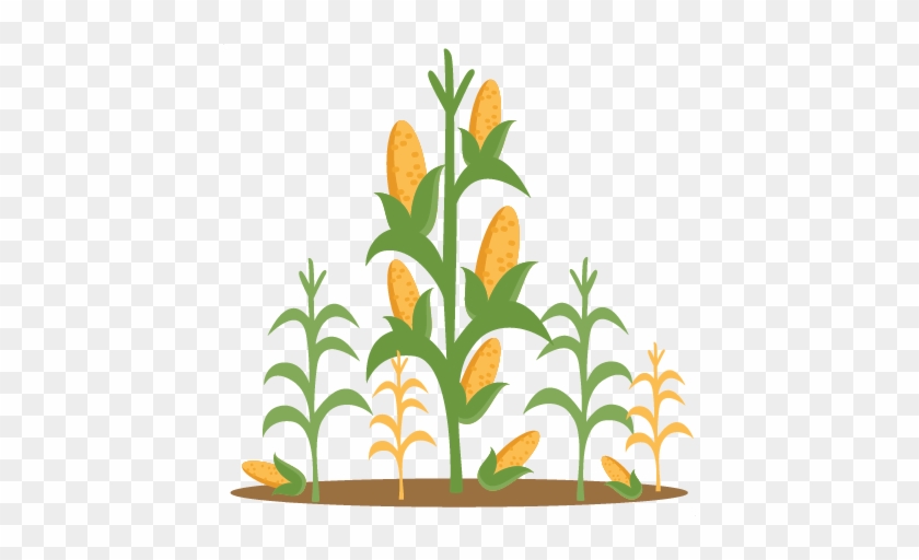 Corn Stalk Clip Art - Clip Art Corn Stalks #427488
