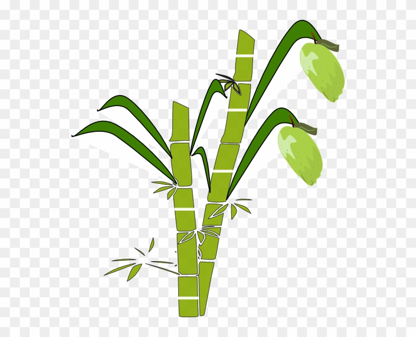 Sugarcane Clipart #427506