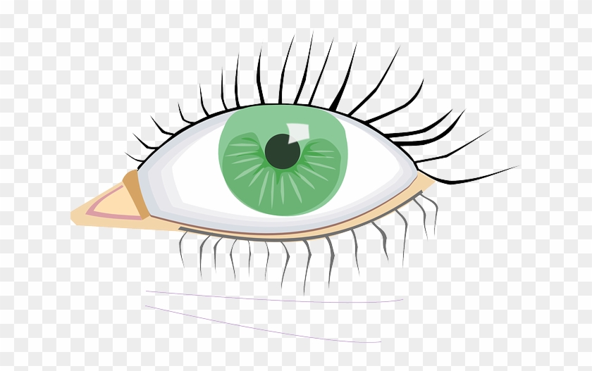 Eyes, Eye, Green, Open, Lens, Cartoon, Lashes, Lenses - Eye Clip Art #427527