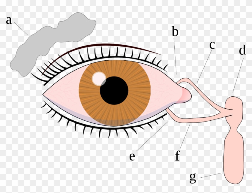 Eye - Frontal View - Normal Flora Of Eye #427528