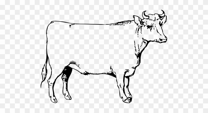 Steer Clip Art #427568