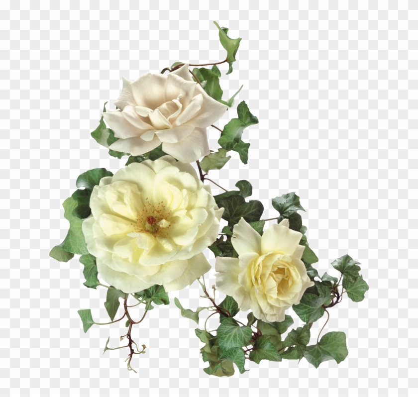 Garden Roses Flower Clip Art - Garden Roses Flower Clip Art #427903