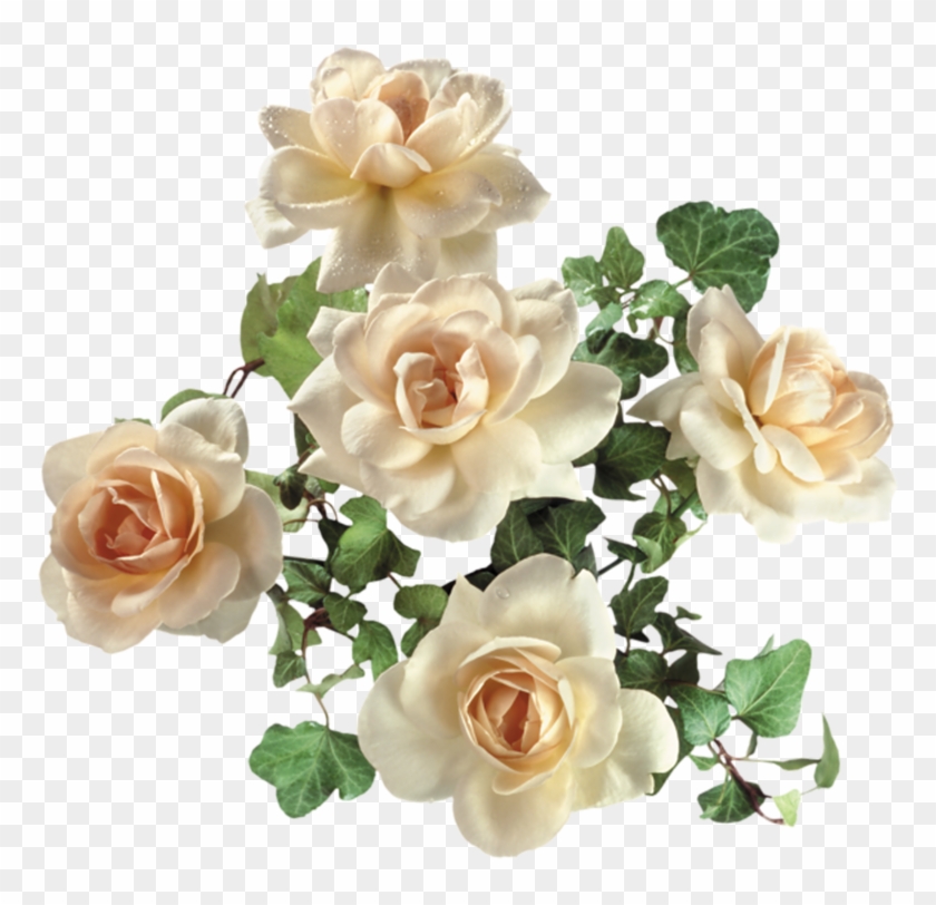 Garden Roses Flower - Garden Roses Flower #427957