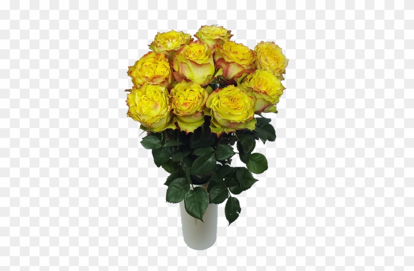 Passionfruit Roses - Garden Roses #428353