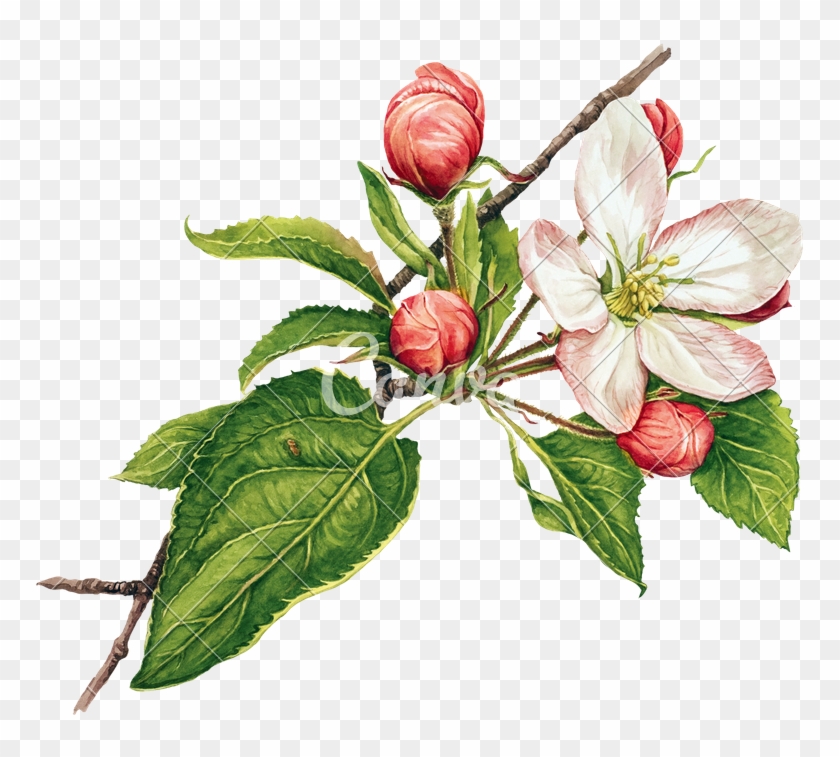 Watercolor With Apple Tree In Blossom - Apple Tree Blossoms Clip Art #428575