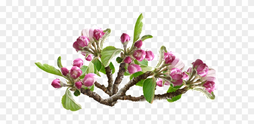 Apple Blossom, Flower, Tree, Orchard - Flower Tree #428577
