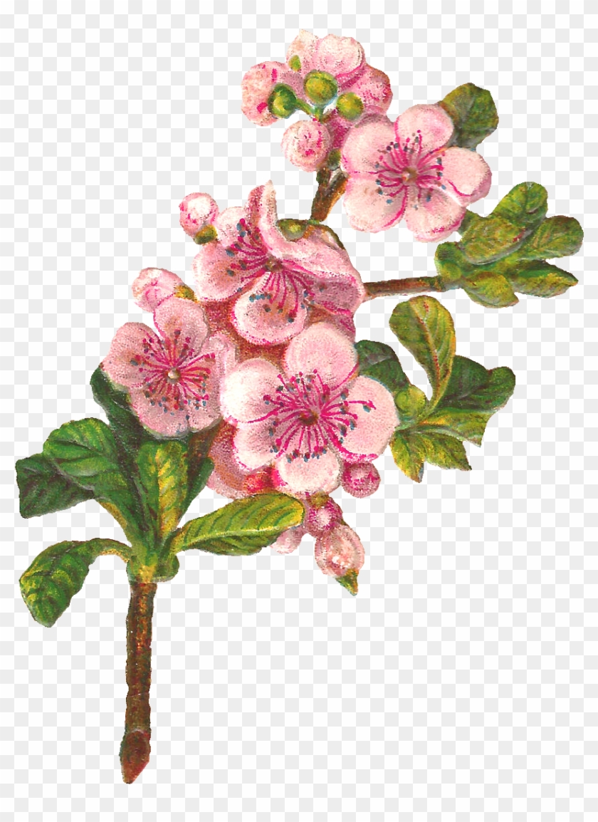 Flower Blossom Apple Image - Apple Blossom Clip Art #428578