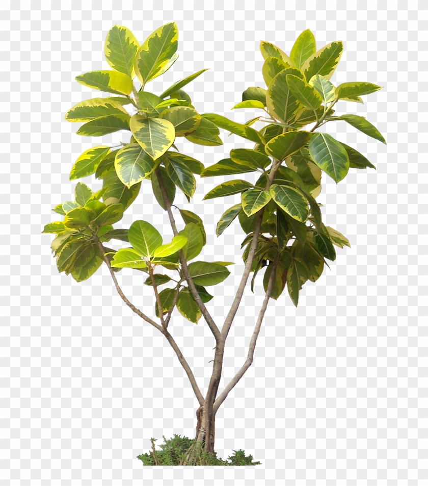 Potted Plant Trees Png Image And Clipart For Free Download - High Resolution Tree Png #428598