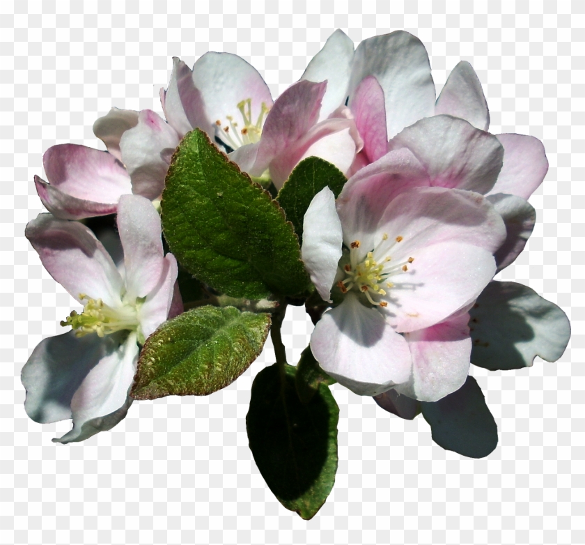 Apple Blossoms 3 Stock, Isolated Png By Vashadaiisha - Apple Blossom Flower Transparent #428614
