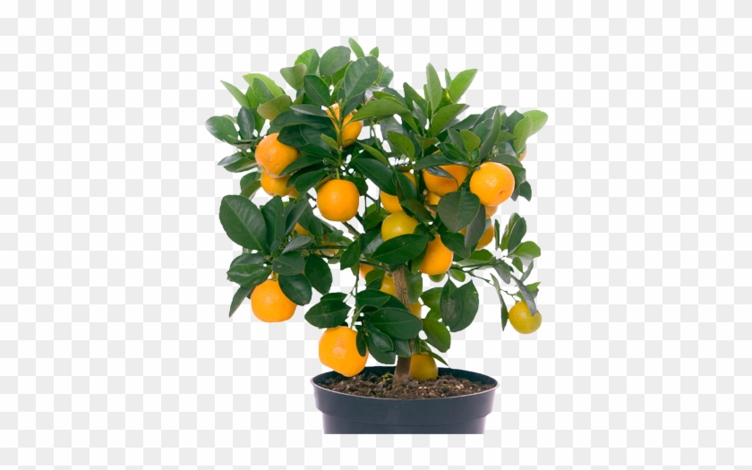 The Fleshy Part Can Be Removed From The Skin And Eaten - Orange Fruit Tree Png #428631