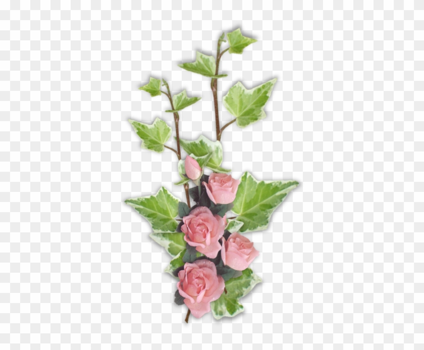 Garden Roses Cut Flowers Floral Design Centifolia Roses - Garden Roses Cut Flowers Floral Design Centifolia Roses #428656