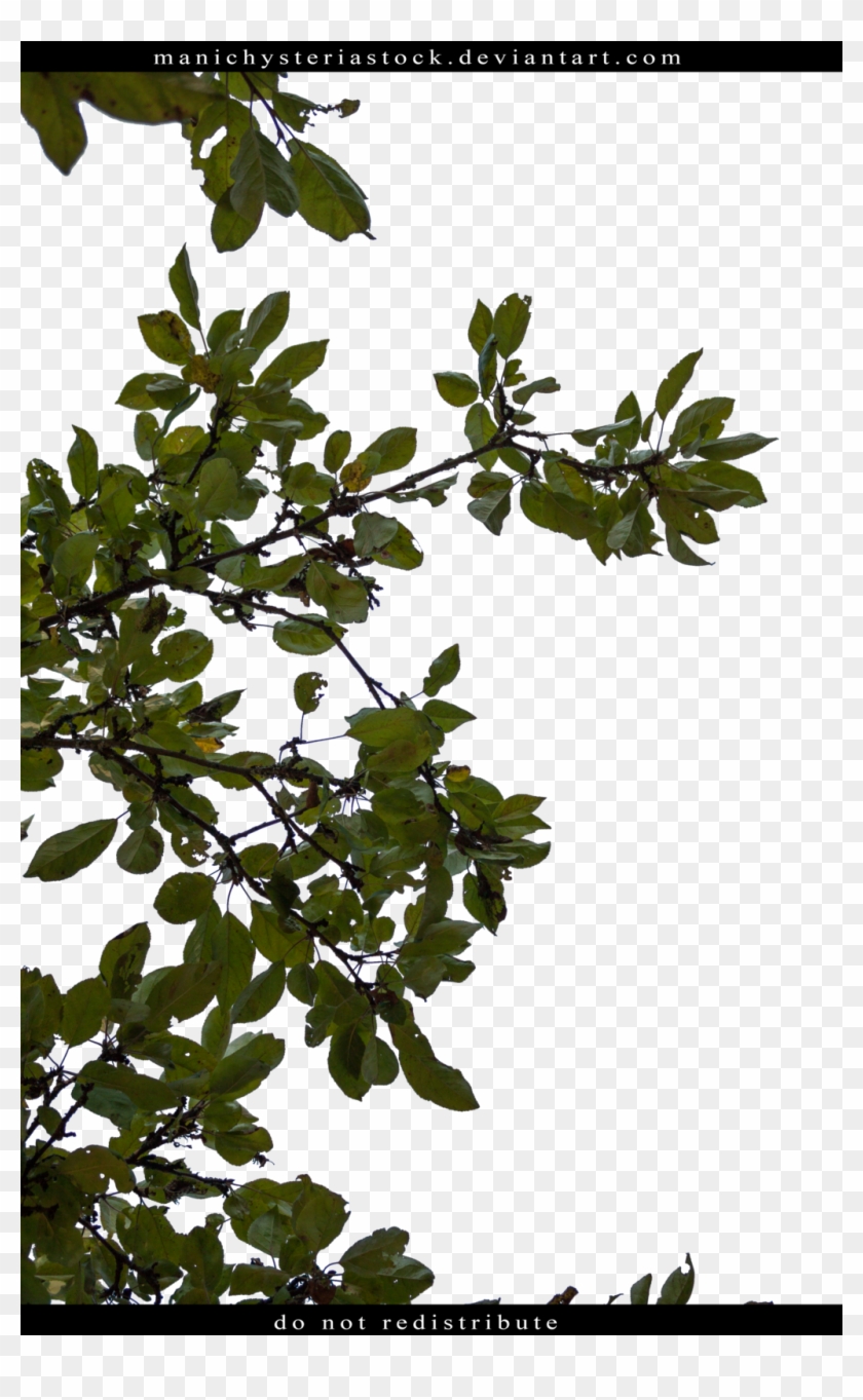 Manichysteriastock Apple Tree Foliage Cut Out By Manichysteriastock - January 29 #428645