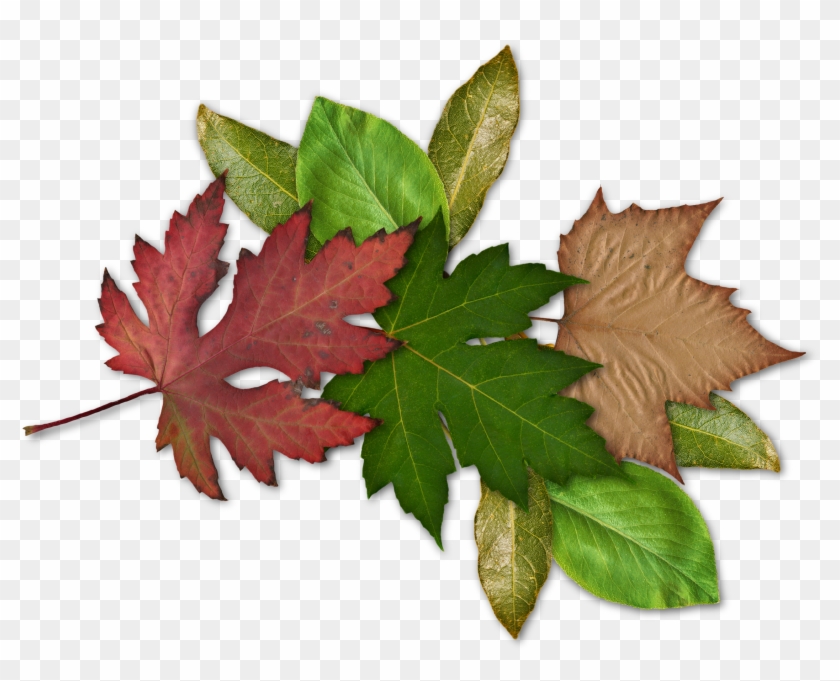 Click Image For Full Size, Then Right Click And Save - Maple Leaf #428652