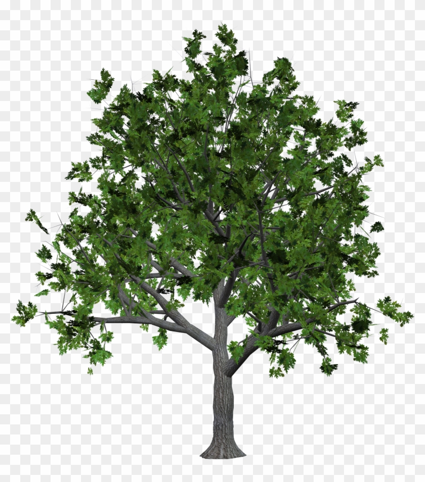 Tree Png Image - Wood Tree Png #428657