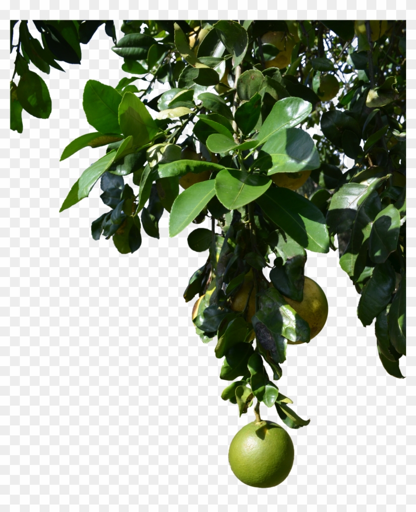 Explore Clearcutstock On Deviantart For Png Tropical - Tree With Fruits Png #428662